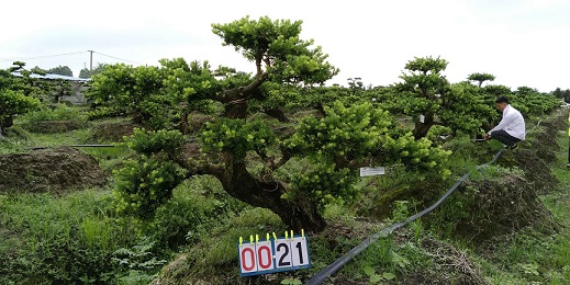 嫁接贵妃罗汉松盆景21