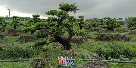 嫁接贵妃罗汉松盆景22