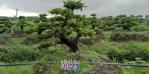 精品高档贵妃罗汉松盆景23