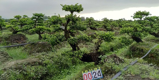 嫁接贵妃罗汉松盆景24