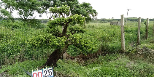 嫁接贵妃罗汉松盆景25