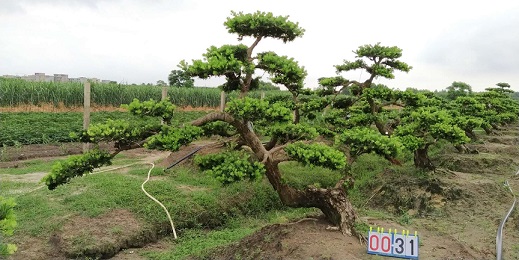 精品高档贵妃罗汉松盆景31