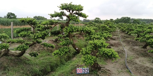 嫁接贵妃罗汉松盆景32