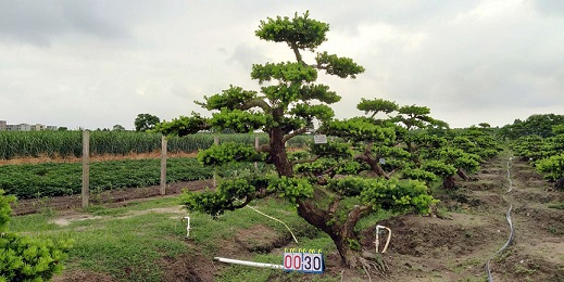 精品高档贵妃罗汉松盆景30