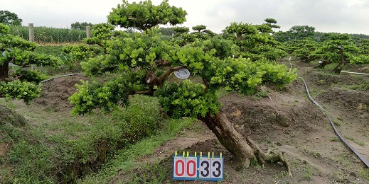 嫁接贵妃罗汉松盆景33