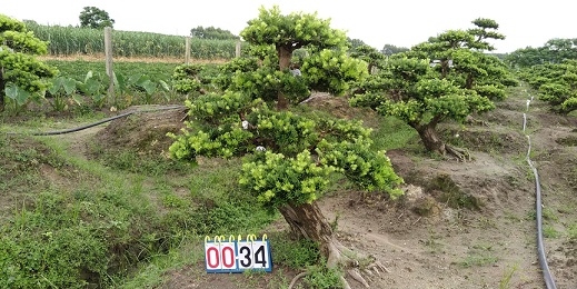 嫁接贵妃罗汉松盆景34