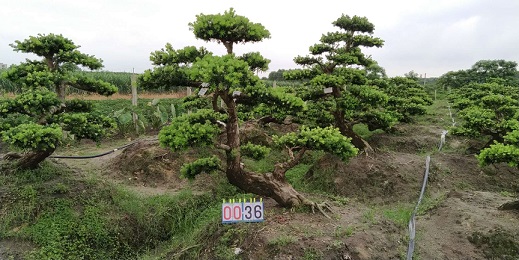 嫁接贵妃罗汉松盆景36