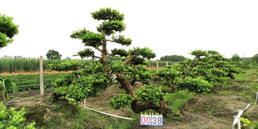 精品高档贵妃罗汉松盆景38