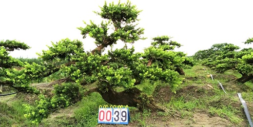 嫁接贵妃罗汉松盆景39