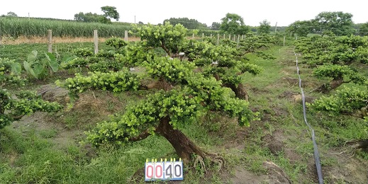 嫁接贵妃罗汉松盆景40