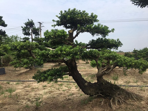 16-27公分嫁接贵妃罗汉松盆景