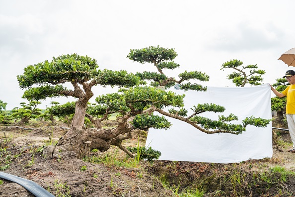 20-35公分小叶贵妃罗汉松盆景