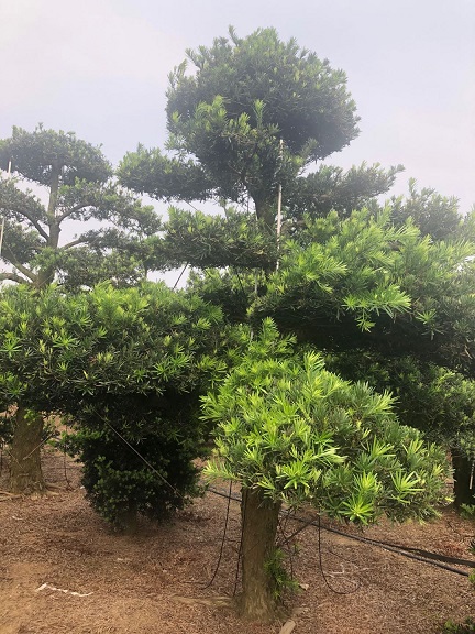 24-33公分中叶造型罗汉松地景