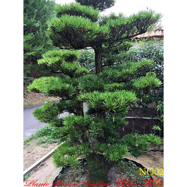 plantbonsaiwinwin_yesrm0002[1].jpg