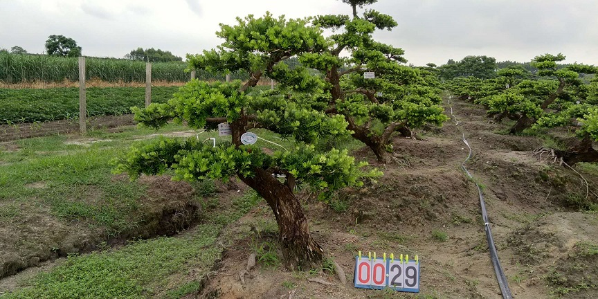 嫁接贵妃罗汉松盆景29