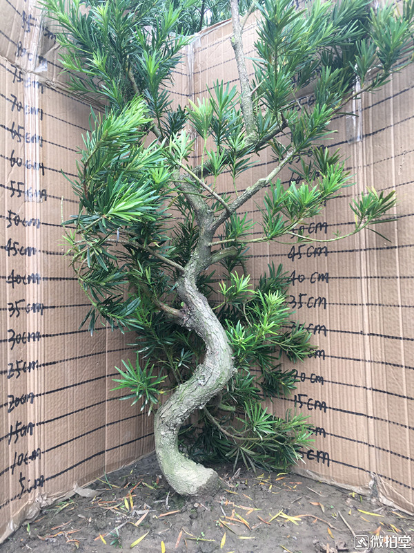 罗汉松